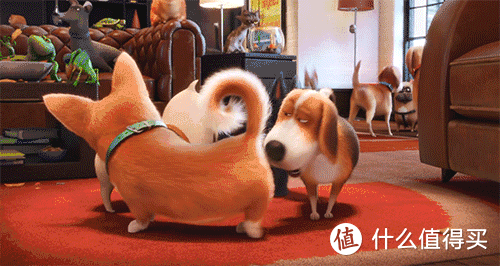 黑五来了!狗粮囤货指南