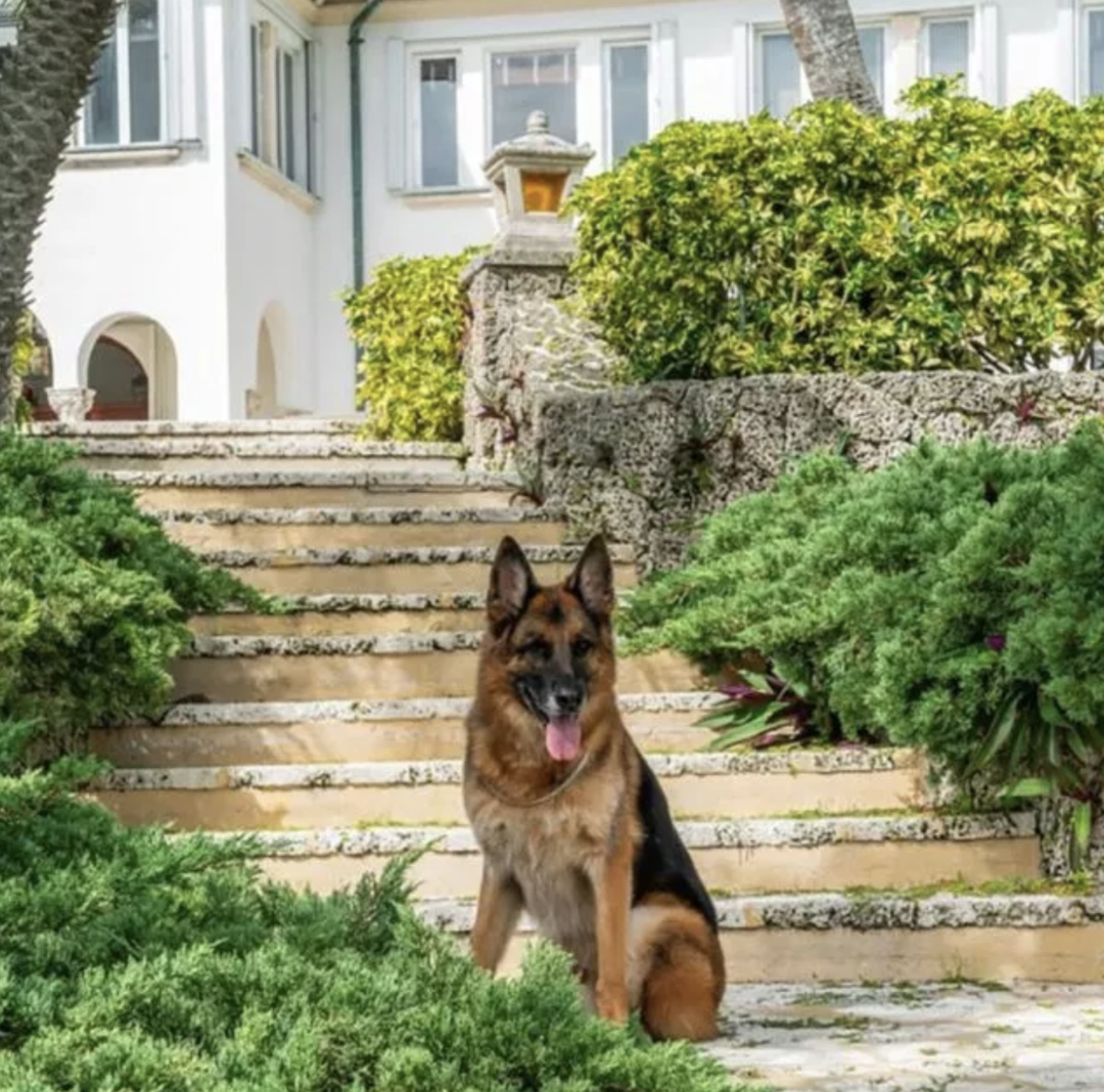 看看世界上最有钱的汪星人,原来活的狗都不如不是开玩笑