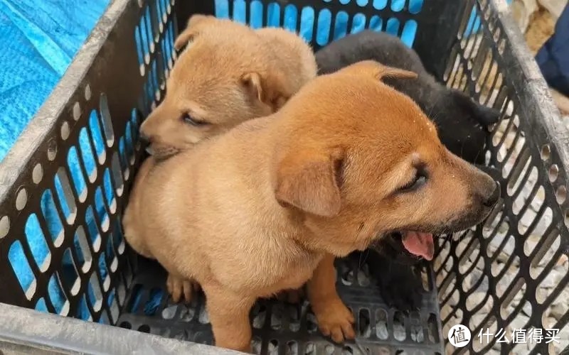 这种狗,在狗市上20块钱一只,却没人愿意买