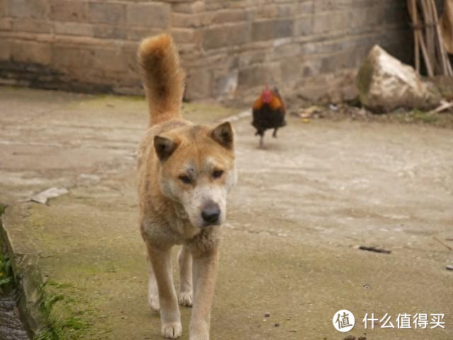 为何农村的狗可以吃剩菜剩饭,宠物狗却要吃狗粮?狗粮是智商税?